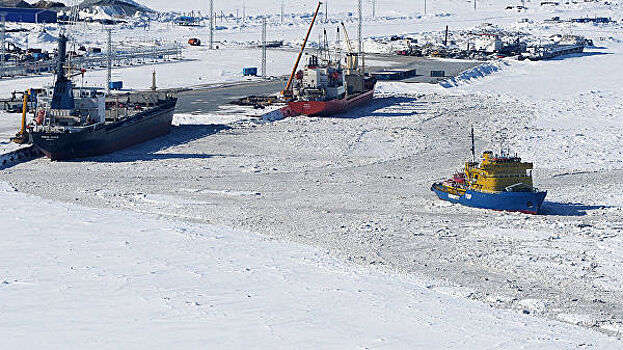 В районе арктического порта Сабетта на Ямале впервые заметили ворону