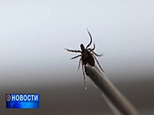 Свыше 300 человек после праздничных выходных сдали клещей на анализ в уфимский Центр эпидемиологии