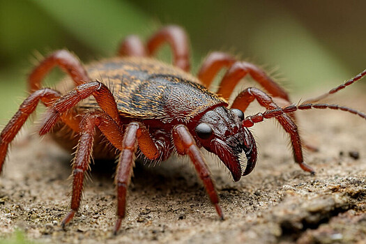 Роспотребнадзор предупреждает: рост укусов клещей в Республике Алтай