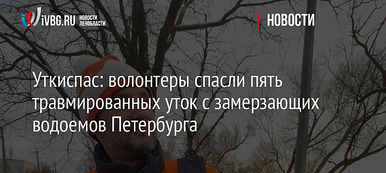 Уткиспас: волонтеры спасли пять травмированных уток с замерзающих водоемов Петербурга