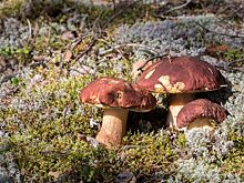 Россиян предупредили о сокращении грибных дождей