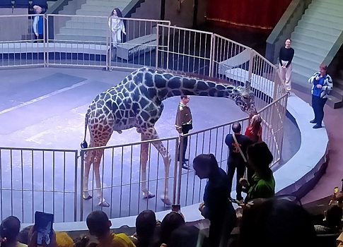 В новосибирском цирке целующийся жираф вызвал ажиотаж среди зрительниц