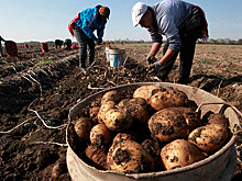 Сельхозкооперативы имеют все шансы объединить индивидуальные хозяйства