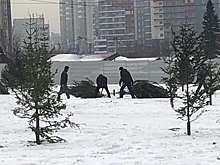Красноярск озеленили срубленными соснами