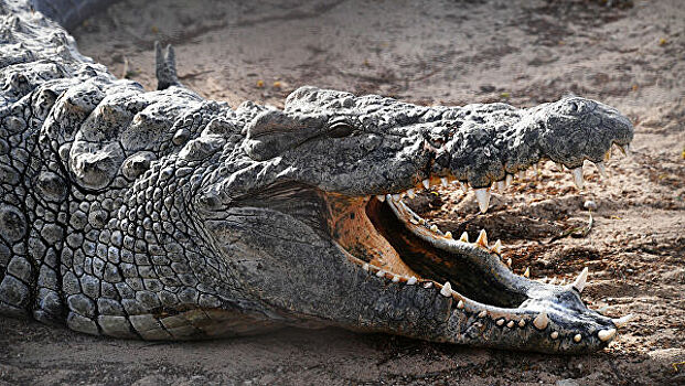 Крокодил съел нарушителя карантина в Руанде