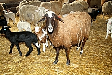 Волгоградским животноводам советуют застраховаться от опасной инфекции