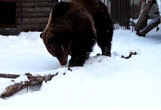 Колыбельные не помогли: омская медведица Соня по-прежнему не ушла в спячку