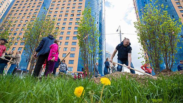 Много деревьев и веселья. Как «Наш лес» пройдет в Реутове