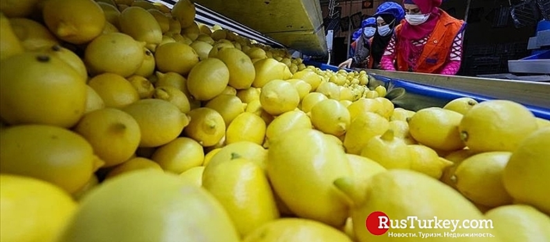 Турецкие лимоны продают в 60 странах