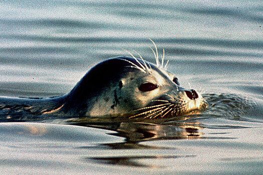 В Ленобласти со льда Финского залива спасли детеныша тюленя