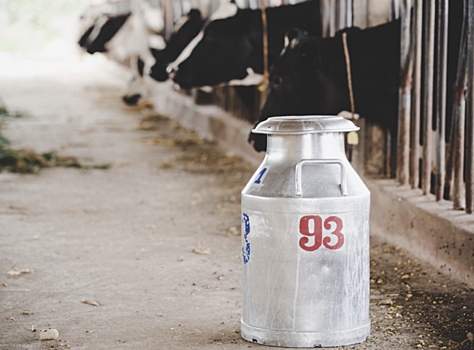 Раскрыто влияние изменения климата на мировое производство молока