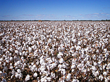 Метанол из стеблей хлопчатника планируют получать в Туркменистане