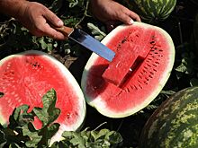 Как правильно выбирать арбузы