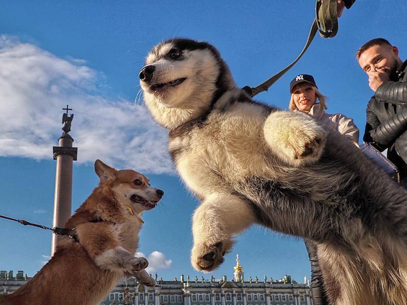 Петербургские депутаты предложат ГД ввести штрафы за выгул собак без намордника