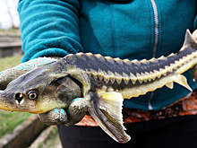 Минфин США продлил импорт морепродуктов из РФ с одним условием