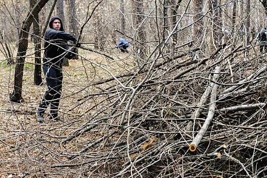 Wprost: после разрешения властями сбора валежника жители Польши штурмуют леса