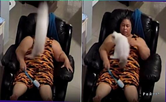 Кошка стала героиней соцсетей, свалившись с потолка на свою грузную хозяйку