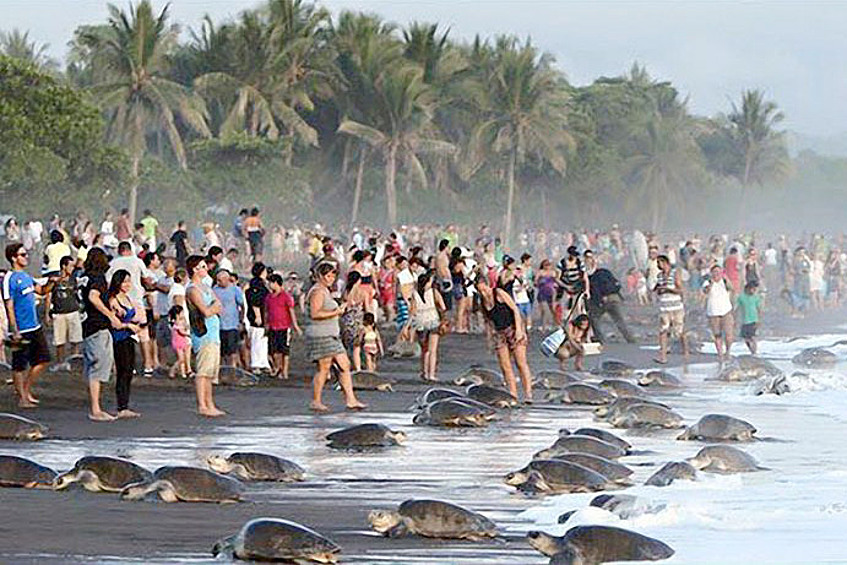 Толпа туристов на пляже Ostional в Коста-Рике мешает морским черепахам гнездиться.