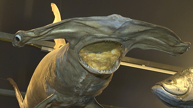 Рыба-луна и акула-домовой: каких морских обитателей представили на экспозиции учёные «АтлантНиро»