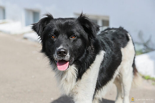 Парламент Бурятии обсудит предложение об обязательной стерилизации домашних животных