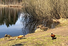 В Савелках на Черном озере можно встретить огарей