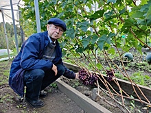 Дачник вырастил в тайге под Красноярском 50 сортов винограда