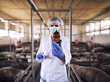 Минздрав предложил отказаться от плановых проверок производителей ветпрепаратов