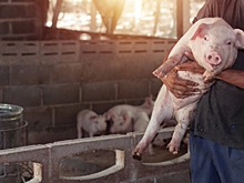 Личные подсобные хозяйства обложат налогами