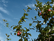 Диетолог высказалась о попытках запастись витаминами из фруктов