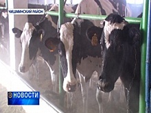 В Чишминском районе обанкротившийся колхоз превратили в крупнейшее молочно-товарное предприятие