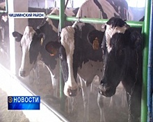 В Чишминском районе обанкротившийся колхоз превратили в крупнейшее молочно-товарное предприятие