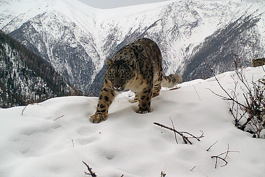 В Казани ученые из 12 стран обсуждают сохранение снежного барса
