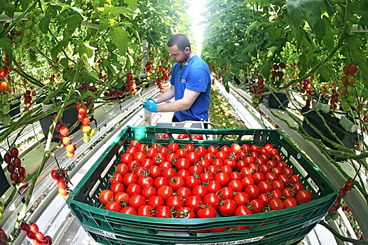 Российские овощеводы не поддержали увеличение квот на турецкие томаты