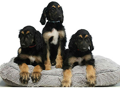 Подарить "бессмертие": можно ли клонировать клонированную собаку?