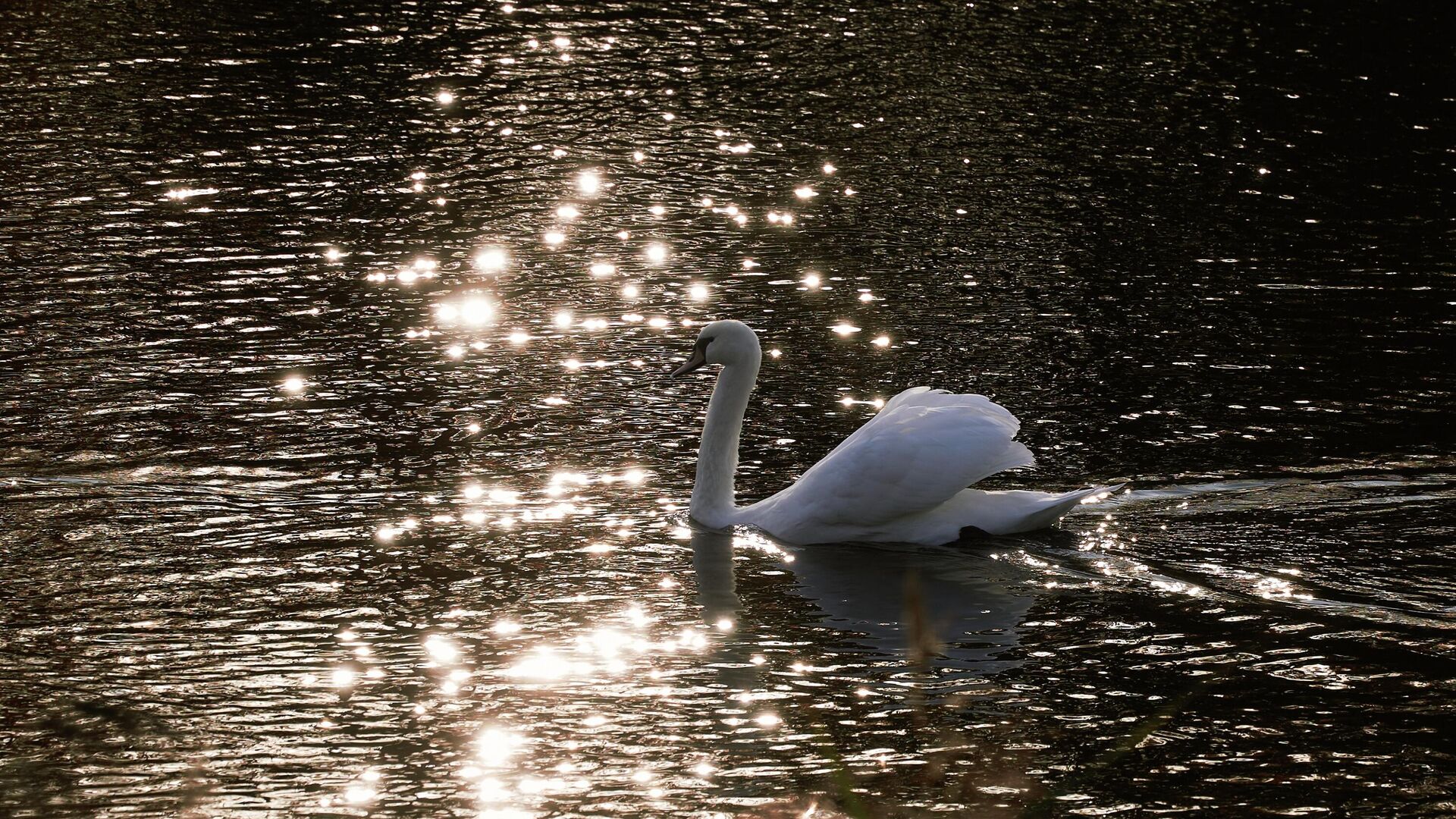 Почти 1,2 млн руб. заплатит ВДНХ за аренду и содержание водоплавающих птиц в летний сезон