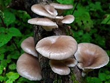 Минэкологии Подмосковья предупредило об опасности ядовитых паразитов на стволах деревьев