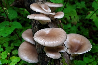 Жителям Подмосковья рассказали, какие зимние грибы уже можно собирать в лесу