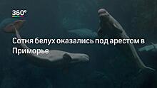 Приморскую «китовую тюрьму» проверят прокуроры