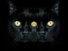 Легенды старого города и потаённые места: в Зеленоградске проведут театрализованную прогулку