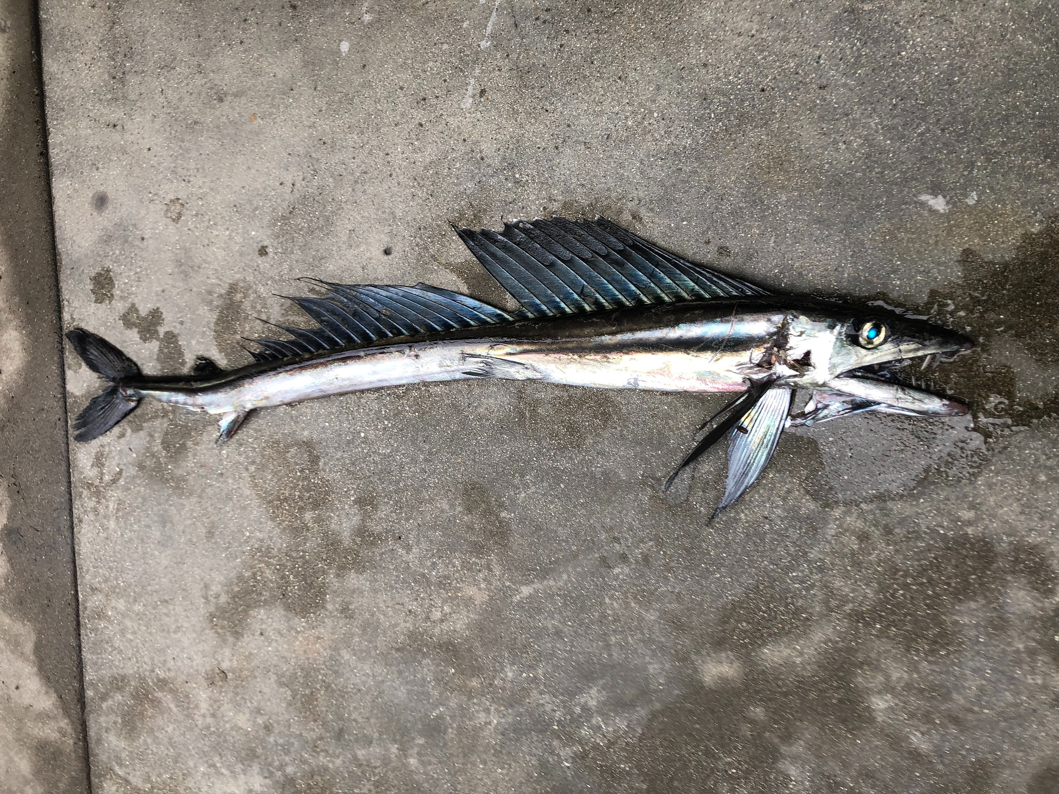 Рыбу-каннибала обнаружили на берегу океана