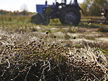 Несколько вертикальщиков уволены в Гомеле за "народную" уборку льна