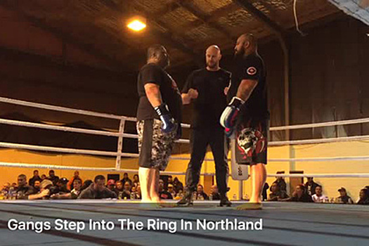 Новозеландские мафиози решили перейти от перестрелок к боксу