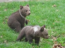 В свердловском частном центре помощи животным поселили двух оставшихся без матери медвежат