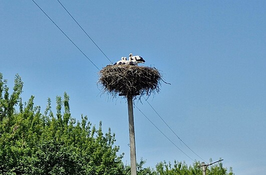 В Курской области запечатлели многодетную семью аистов