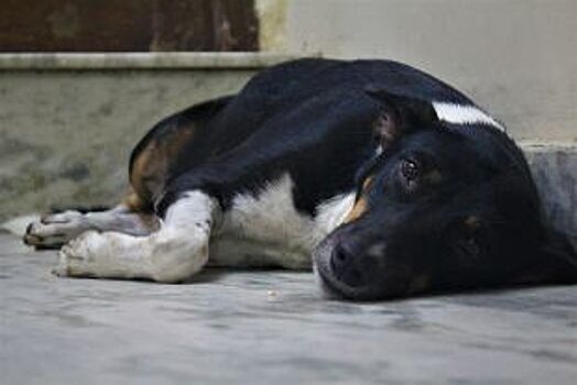 В Мичуринске Тамбовской области жителей беспокоят бездомные собаки