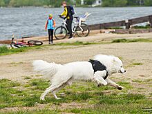 Курганцы могут протянуть «Лапу дружбы» и помочь животным