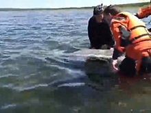 В Приморье умер краснокнижный дельфин, застрявший на мелководье