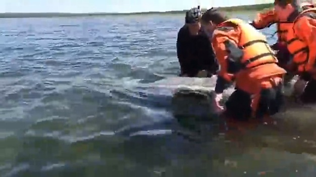 В Приморье умер краснокнижный дельфин, застрявший на мелководье