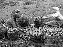 Главархив Москвы опубликовал фотоальбом о жизни сельских женщин в начале XX века