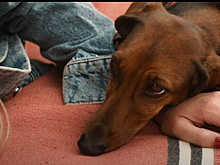 Трейлер перед трейлером: бренд собачьих лакомств Milk-Bone пытается запутать кинозрителей